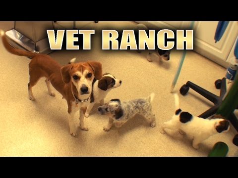 How Does a Dog Spay Work? *GRAPHIC SURGERY*