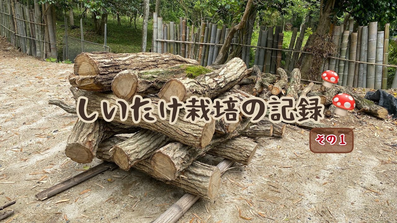 【原木】しいたけ栽培の記録　その1
