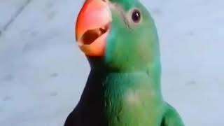 A parrot song Teri peri peri do akshiyan