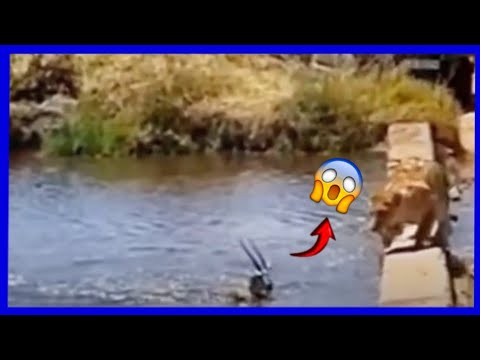 اللبؤة تهاجم الغزال لكن النهاية ستفاجئك