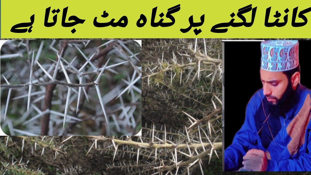 Azmat Islam pe qurban | Abdul Rehman Alimi - YouTube