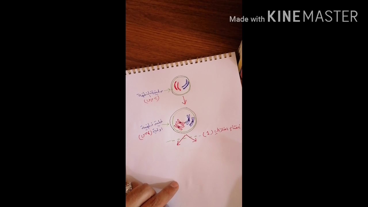 رسم ((مراحل تكوين النطف في الثدييات))