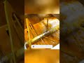 El Secreto del Aire en tu Helado | The Secret of Air in Ice Cream