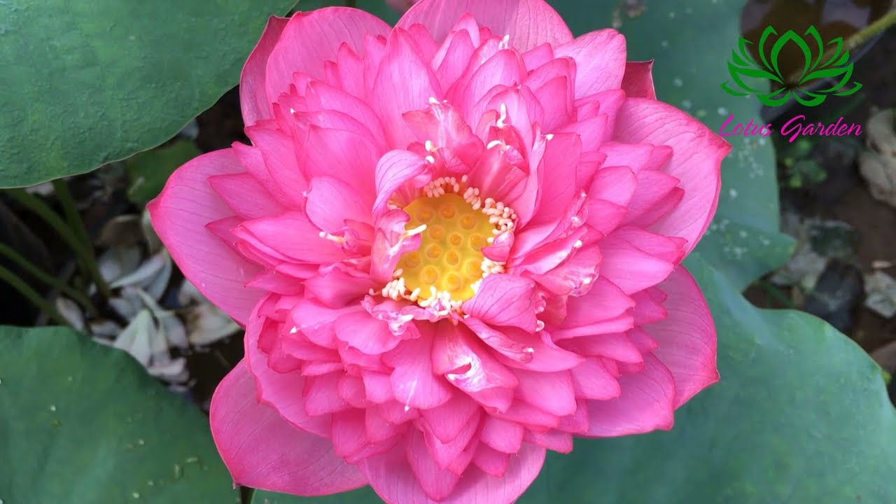 The most beautiful pink lotus in my garden | grow lotus at home