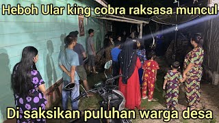 DOZENS OF RESIDENTS WITNESSED THE CATCH OF THE LARGEST KING COBRA SNAKE HIDDEN UNDER THE WOOD OF ... screenshot 2