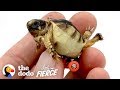 Guy gets his tiny deformed tortoise wheels to help him walk  the dodo little but fierce