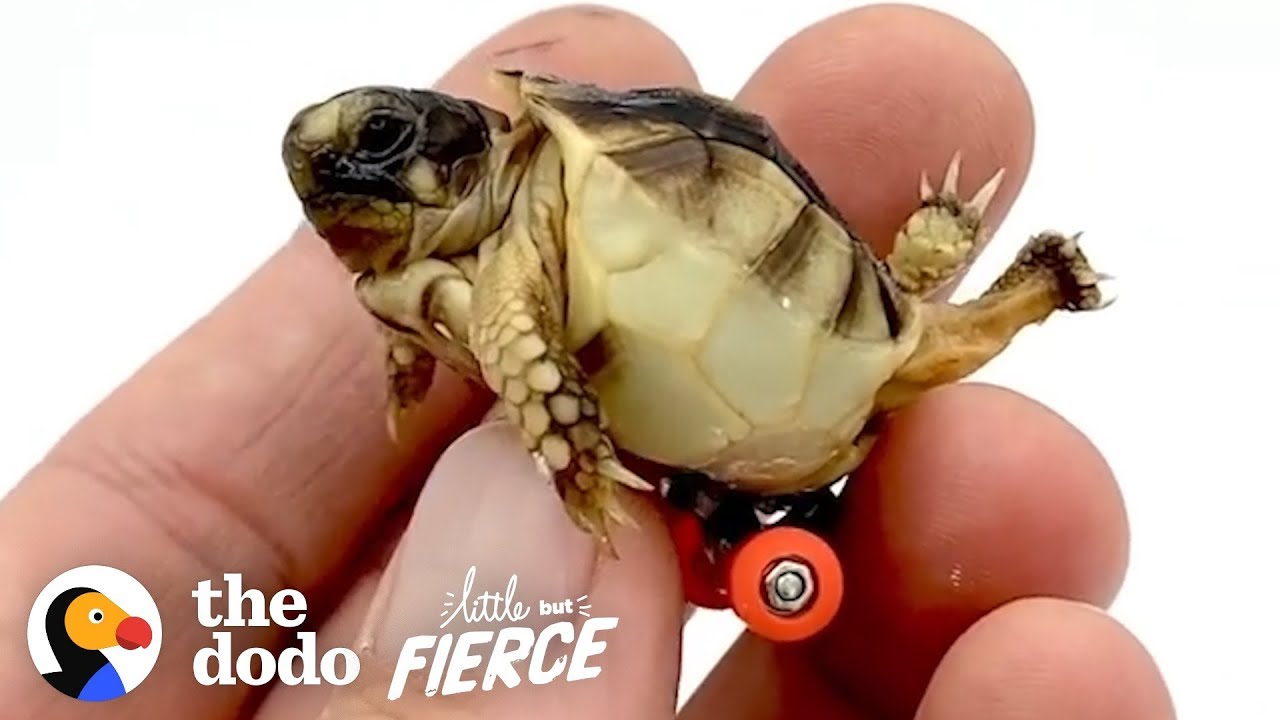 Guy Gets His Tiny, Deformed Tortoise Wheels To Help Him Walk | The Dodo  Little But Fierce - YouTube