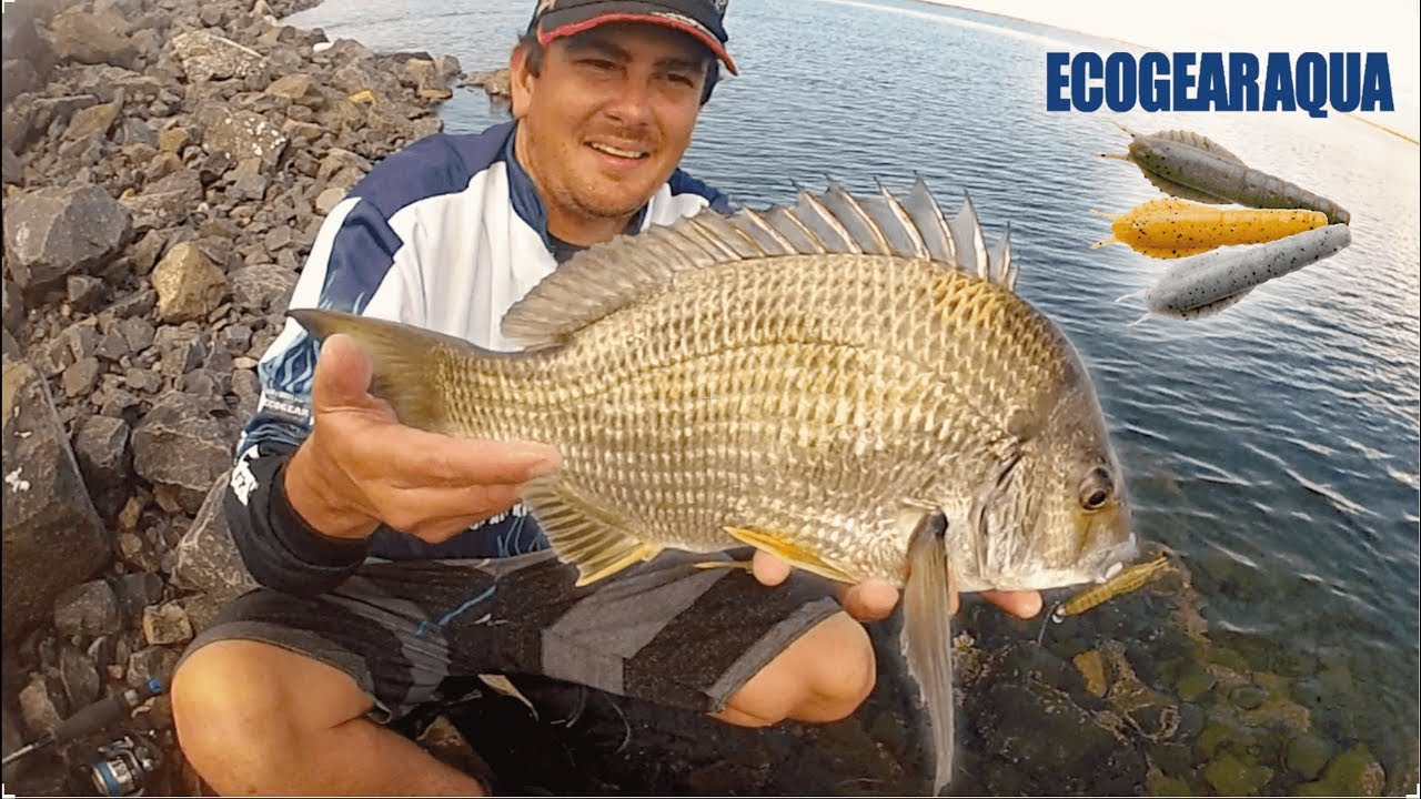 ecogear aqua bream prawn
