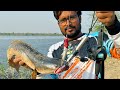 Amazing snakehead attack! मरल मछली कब क्या पकड़ेगा बता नहीं सकते!