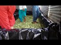 Corn silage making process I मकै को साइलेज बनाउने तरिका