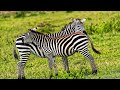 Love Nature - Nat Geo Documentary Full HD 1080p