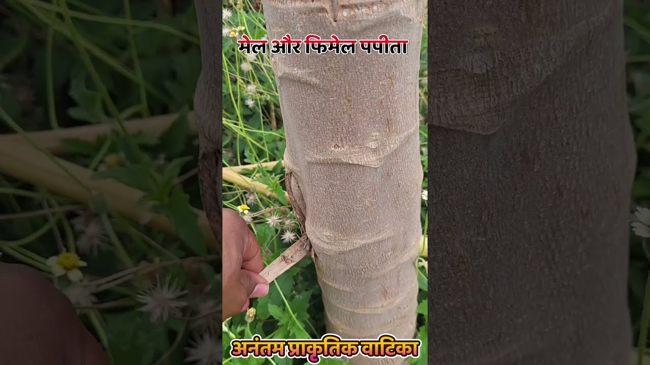 What's The Difference Between Male And Female Papaya Plant?