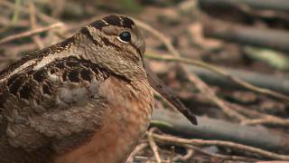 New Yorkers flock to Bryant Park to catch glimpse of rare, dancing bird