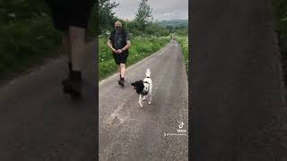 Roo the Springer spaniel  1:1 training