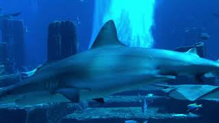 Relaxing HD Aquarium Video Atlantis Palm Jumeira Dubai / Alexinsider