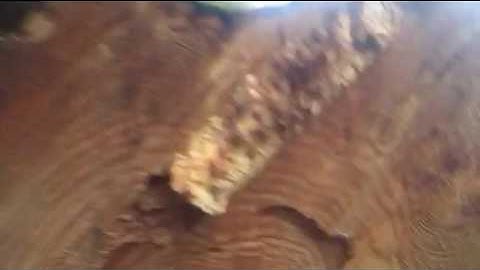 Big maple log ready for Alaskan mill