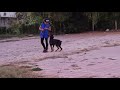 curso básico de entrenamiento canino