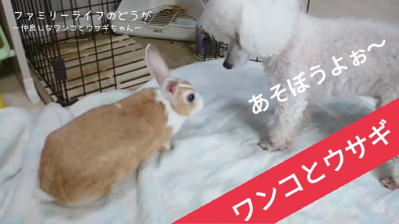 仲良しコンビの犬とうさぎ】我が家のワンコはウサギちゃんが大好き