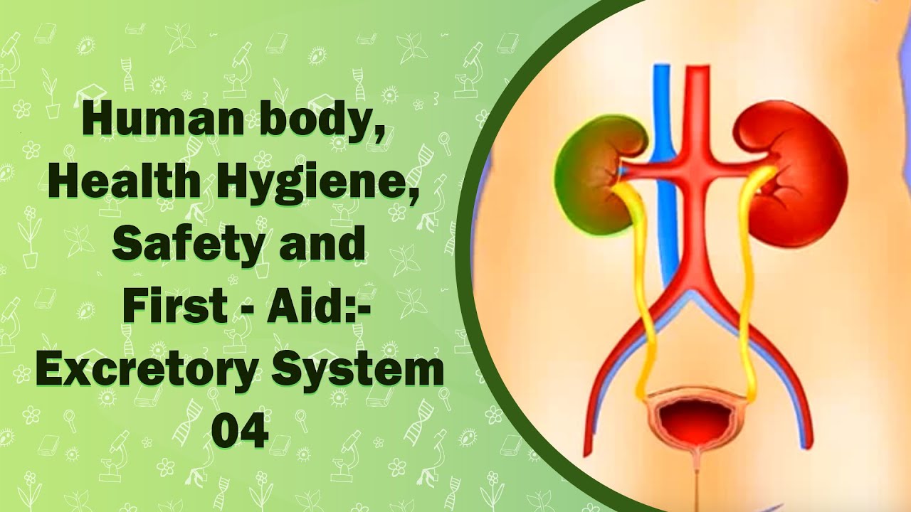 Human body, Health Hygiene, Safety and First - Aid:-Excretory System-04