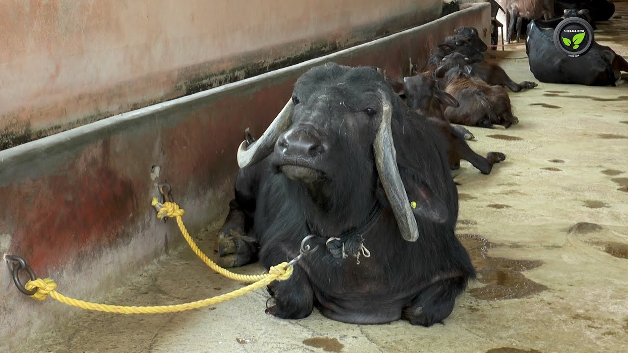 ಹಸು ಬಿಟ್ಟು ಎಮ್ಮೆ ಕಟ್ಟಿ - ಶ್ರೀ ಪ್ರಕಾಶ ರಂಜನಗಿ| Buffalo Farming is Better than Cow How and Why |Cattle