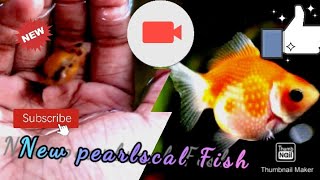 New Pearlscale Fish