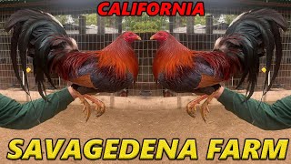 Big Farm California - Savagedena Farm Beautiful Birds