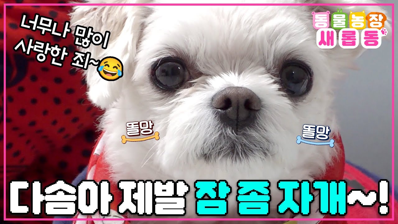 [#새롭동물농장] 1년째 잠을 안 자는 개가 있다?!🥱 다솜이와 할머니에게 찾아온 잠과의 전쟁🚨 / EP.1159 #TV동물농장 #AnimalFarm #SBSstory