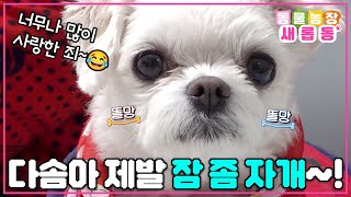 [#새롭동물농장] 1년째 잠을 안 자는 개가 있다?! 다솜이와 할머니에게 찾아온 잠과의 전쟁 / EP.1159 #TV동물농장 #AnimalFarm #SBSstory