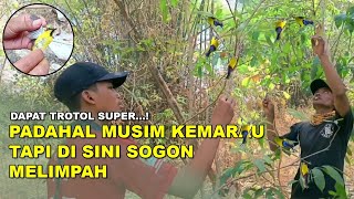 Mikat Sogon di Musim Kemarau Dan Hasilnya Tidak Terduga | Dapat Sogon Trotol Super