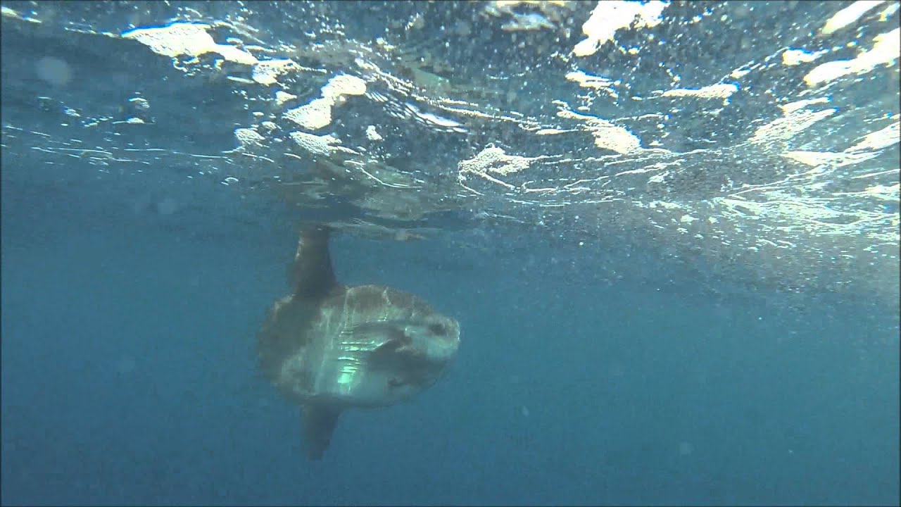 Poisson Lune Youtube