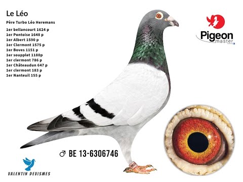 Pigeon-Master : David Brunet, champion de France vitesse