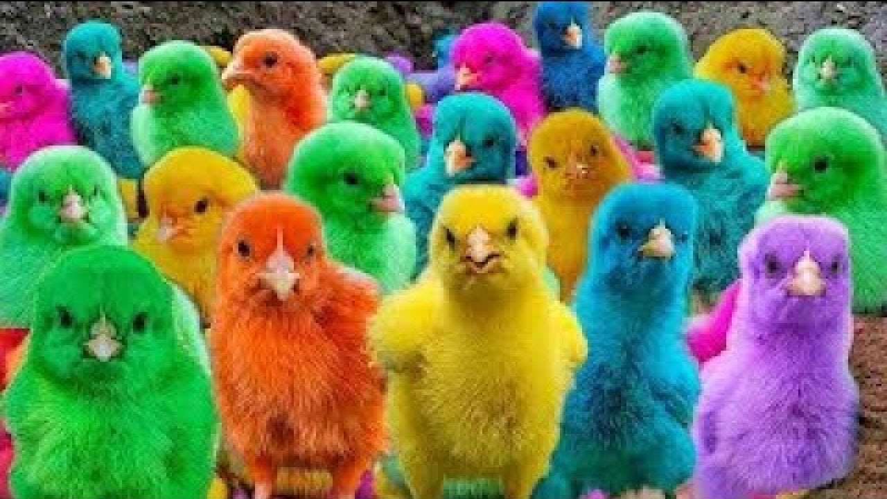 Catching Colorful Chickens 🐥🌈 | Cute Chickens, Ducks, Rabbits & Funny Animals Compilation