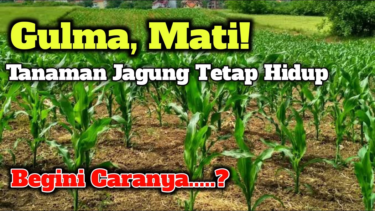 CARA MEMBASMI GULMA AGAR JAGUNG TIDAK MATI