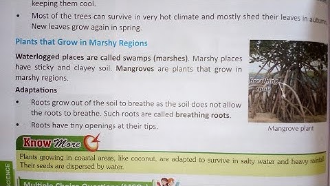 Class 4 science Adaptation How Plants Survive important for science Olympiad part 4