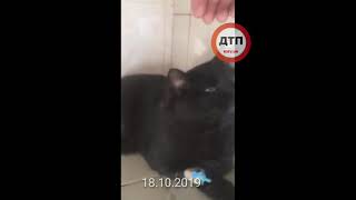 Видео из клиники: Кот Мухавич жив, но состояние по прежнему тяжелое и нестабильное. 50/50. Почти вс Видео из клиники: Кот Мухавич жив, но состояние по прежнему тяжелое и нестабильное. 50/50. Почти вс