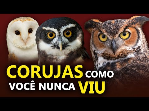 Vídeo: Por que a maioria das corujas tawny são atualmente marrons?