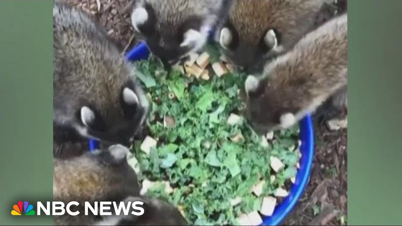 Mississippi wildlife rescue saves baby raccoons and teaches them to survive in the wild Mississippi wildlife rescue saves baby raccoons and teaches them to survive in the wild