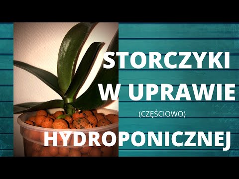 Wideo: Storczyki W Systemie Zamkniętym (24 Zdjęcia): Sadzenie Storczyków, Podlewanie Ich Wodą Czosnkową. Plusy I Minusy Uprawy