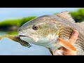 Fishing OYSTER BARS: How To Catch Redfish, Flounder, & Trout Near Oyster Bars