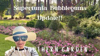 UPDATE ON THE SUPERTUNIA BUBBLEGUMS// Driveway Bed Talk // Zone 9 