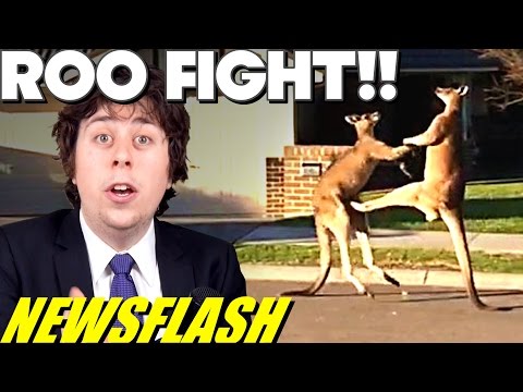 wild-kangaroo-fight-in-suburban-streets!!---newsflash