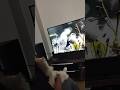 "Goodnight routine"... #shortsyoutube #prettycat #fypシ゚viral #love #nature #goodnightstatus