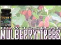 How to Grow Mulberry Trees from Cuttings - How to Grow any Fruit Tree from Cuttings