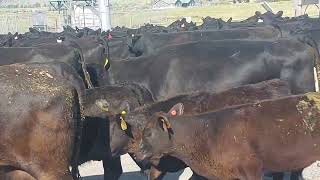 Montana road stop cattle drive by Red Richardson 59 views 9 months ago 1 minute, 9 seconds