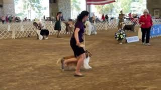 DJ Herding Group