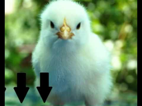 help-selecting-a-hen-house-design-|-ensure-you-and-your-hens-get-the-best-hen-house-design-for-eggs