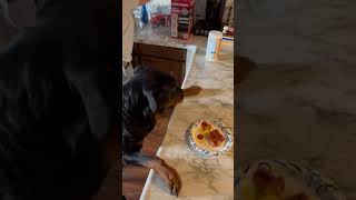 Rottweiler Stole My Pizza