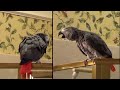 Parrot Hilariously Sings ‘Shake Your Booty’