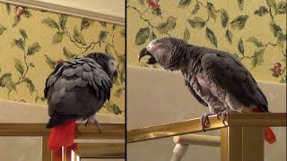 Parrot Hilariously Sings ‘Shake Your Booty’