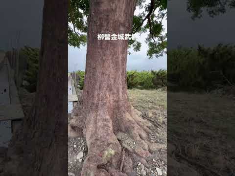 柳營金城武樹(一秒走進廣告場景)-跟著阿桃阿嬤去七淘(旅遊篇)∣旅遊∣美食∣生活∣#阿萍阿裕玩樂誌#台南景點 #金城武樹